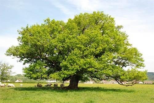 houten kleerhangers eikenboom